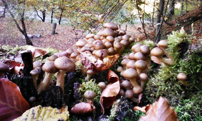 Dacă va ploua, iar vremea se va menține caldă, tufele de ciuperci vor impânzi pădurile chiar și în luna noiembrie.