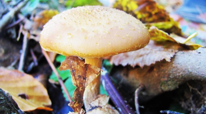 În unele zone ghebele se numesc halimaș, ghebe de toamnă sau ghebe de miere.