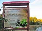 Un panou ghidează turiștii spre pădurea de castani comestibili.