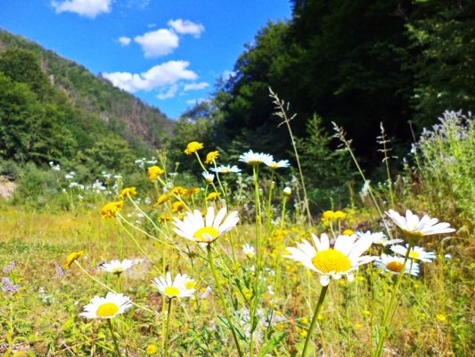 Dolomita poate duce la îmbogatirea componentei floristice.