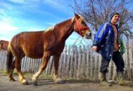 Hunedorenii de altădată mitizau frumoasele animale şi credeau că, în această perioadă, caii fermecaţi au ai lui Sântoader le-ar putea lua viaţa, dacă nu respectau restricţiile.