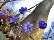 Primele semne de primăvară.