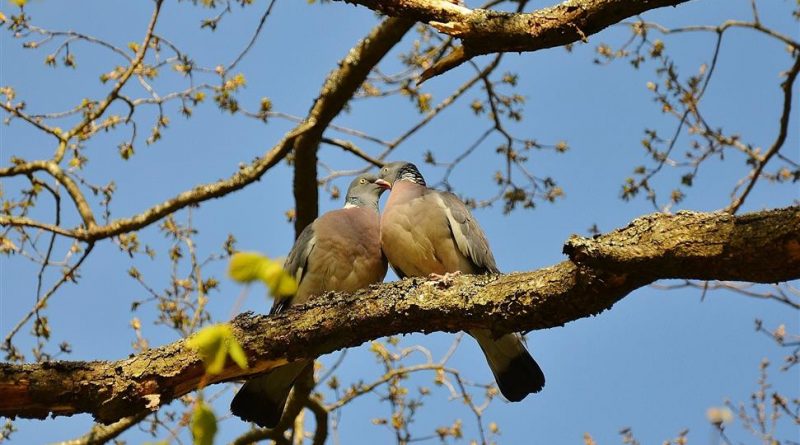 Dragobete, echivalentul românesc al lui Cupidon și Eros, mesagerul dragostei și al bunei dispoziții