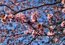 Echinocţiul de primăvară, momentul care marchează începutul primăverii astronomice