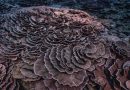 Recif de corali gigant în formă de trandafir, descoperit în largul Tahiti