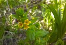 Floare rară, pe cale de dispariție, întâlnită în Parcul Natural Grădiștea Muncelului Cioclovina