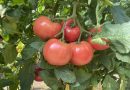 Schemă de ajutor de stat pentru compensarea parţială a pierderilor suferite la culturile de tomate şi usturoi