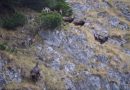 Ritualul caprelor negre surprins în Parcul Național Retezat