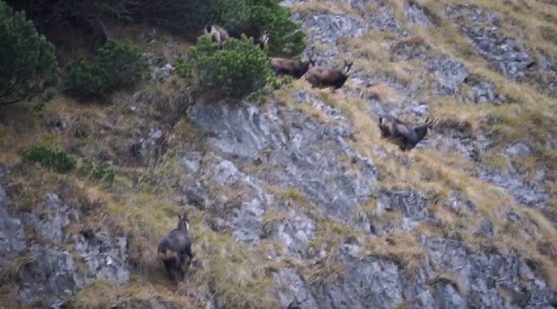 Ritualul caprelor negre surprins în Parcul Național Retezat