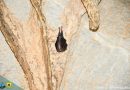 Liliecii din peșterile de pe teritoriul Parcului Național Retezat au intrat în hibernare