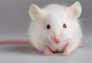 O procedură revoluţionară permite şoarecilor paralizaţi să meargă din nou