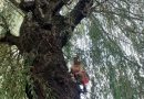 Un puști de 11 ani, salvat din copac de pompieri