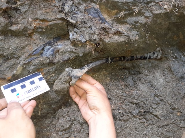 Resturi scheletice asociate ale unui dinozaur ierbivor de talie mică, în situl K2 ((foto Magyar Janos/ELTE)