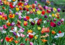 Aproape 1,8 milioane de români îşi sărbătoresc onomastica de Florii