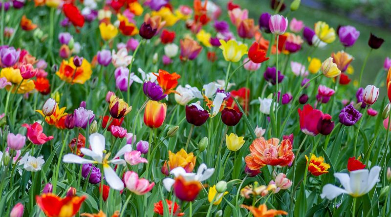 Aproape 1,8 milioane de români îşi sărbătoresc onomastica de Florii