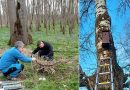 Administrația Parcului Natural Lunca Mureșului a montat în aria naturală protejată 120 de cuiburi artificiale pentru păsări