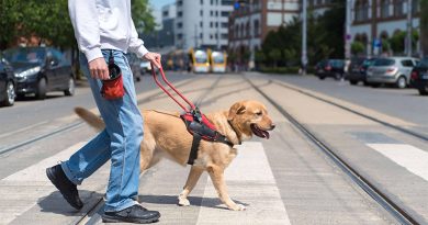 Oficial: Persoanele cu handicap au acces gratuit în mijloacele de transport în comun, magazine şi alte spaţii cu câinii ghid, promulgată
