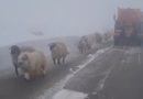 Intervenţie pe Transalpina: drumarii au creat culoar pentru crescătorii de animale blocaţi pe munte – VIDEO