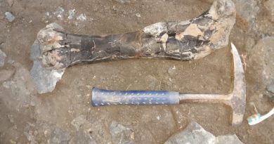 Descoperire paleontologică excepțională în Geoparcul Internațional UNESCO Țara Hațegului relevă cea mai bogată acumulare de fosile de dinozauri din Transilvania