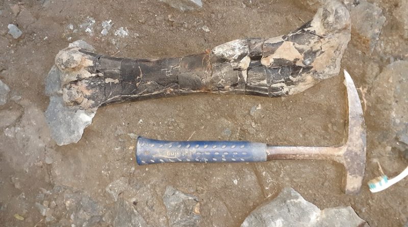 DESCOPERIRE PALEONTOLOGICĂ EXCEPȚIONALĂ