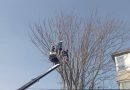 Lucrări de toaletare și tăiere de corecție a arborilor pe Bulevardul Mihail Kogălniceanu din Deva