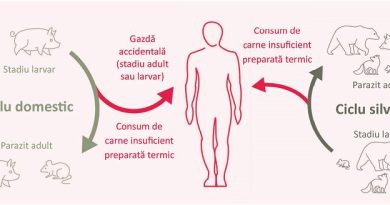 DSP Hunedoara avertizează asupra riscului de trichineloză în prag de sărbători