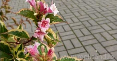 Sfârșit de săptămână cu vreme mohorâtă în zonele joase, dar rece și senină la munte