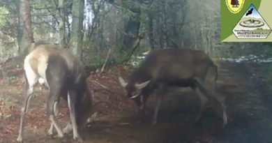 „Programare” la balta de nămol din Defileul Jiului. Toți respectă rândul, mai puțin mistrețul