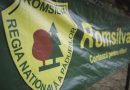Romsilva scoate la licitație servicii de amenajare a pădurilor, contracte de peste 40 milioane de lei