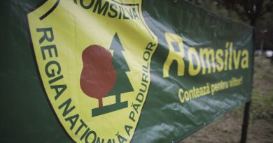 Romsilva scoate la licitație servicii de amenajare a pădurilor, contracte de peste 40 milioane de lei