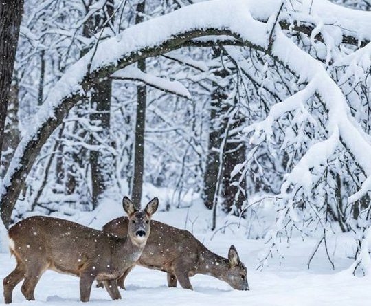 Animale sălbatice surprinse în păduri înzăpezite. Imagini spectaculoase publicate de Romsilva – FOTO