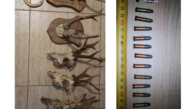 Zeci de trofee de vânat și sute de muniții, găsite la Ribița într-un dosar de braconaj