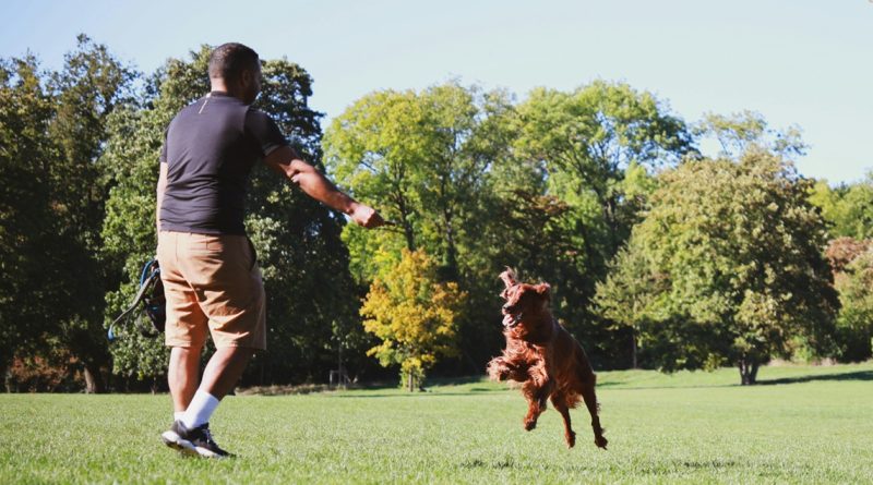 Sezonul căpușelor și puricilor: ce trebuie să știi