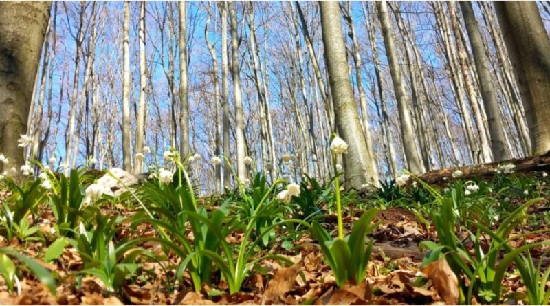 Dumbrăvile bogate ale primăverii. Codrul de ghiocei din munţii dacilor