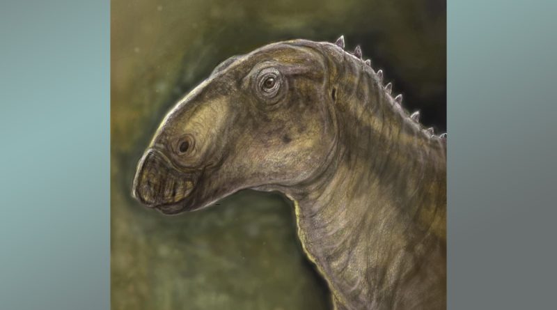 Dinozaurul „ascuns”, o nouă specie erbivoră descoperită în Geoparcul Internațional UNESCO Țara Hațegului al Universității din București