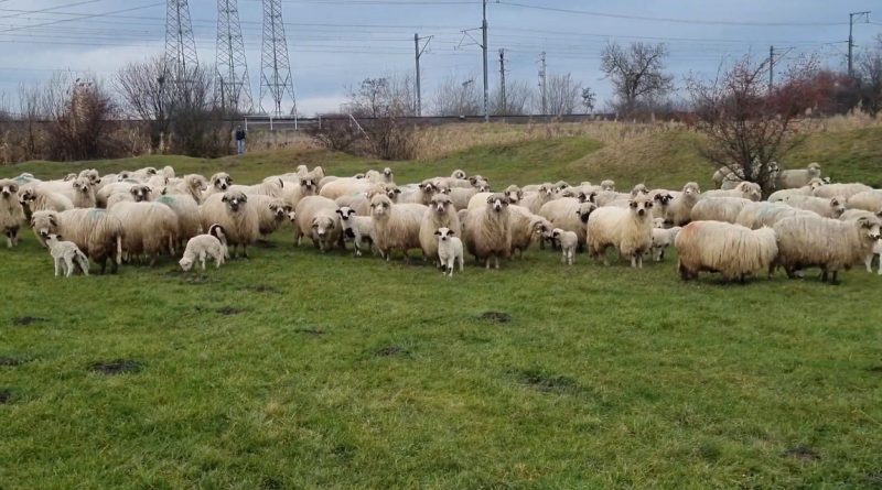 CONTROALE SANITAR-VETERINARE ÎNAINTE DE PAȘTE