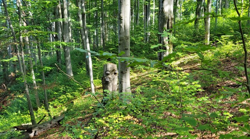 Investiție de peste 1,2 milioane de euro pentru salvarea „plămânului verde” al Hunedoarei