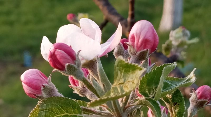 Meteorologii anunță o încălzire treptată a vremii