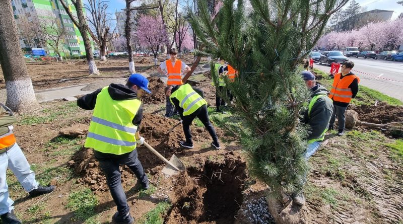 AU ÎNCEPUT PLANTĂRILE ÎN PARCUL CENTRAL DIN HUNEDOARA
