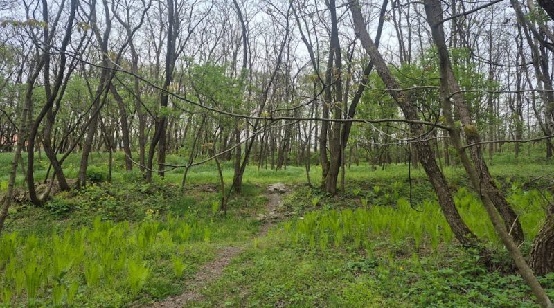 Râul Bărbat și povestea dinozaurilor inspiră un nou proiect educațional în Geoparcul Țara Hațegului