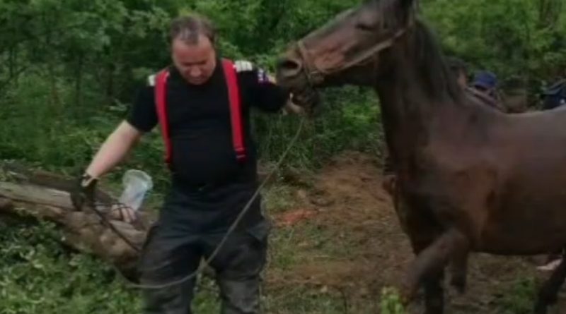 Misiune dificilă la Hunedoara: pompierii au salvat o iapă gestantă căzută într-o groapă tehnologică