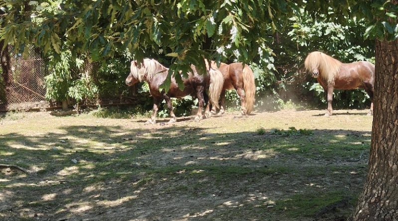Poneii din Parcul Bejan se află acum la Grădina Zoologică din Reșița