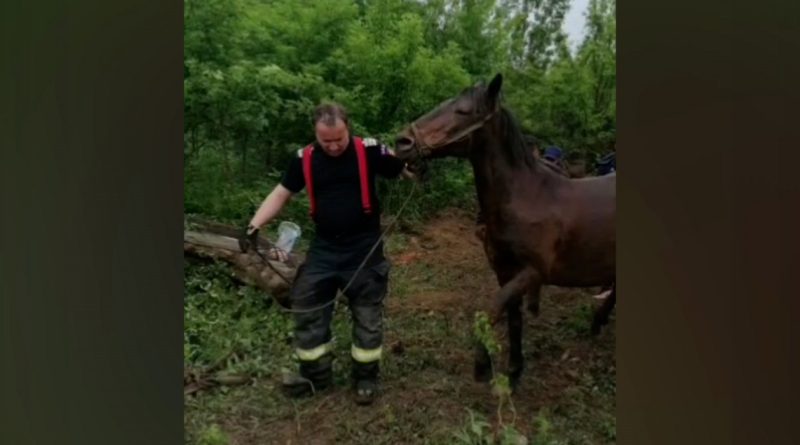 IAPĂ SALVATĂ DE POMPIERI