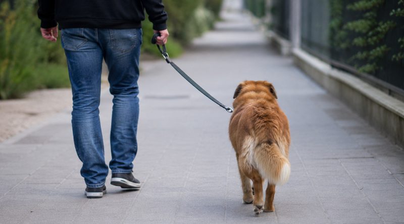 De la câinele fără botniță, la amenințări cu cuțitul în Hunedoara