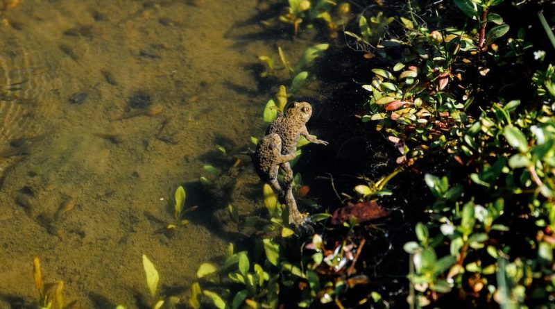Date esențiale pentru salvarea reptilelor și amfibienilor din Parcul Grădiștea Muncelului – Cioclovina