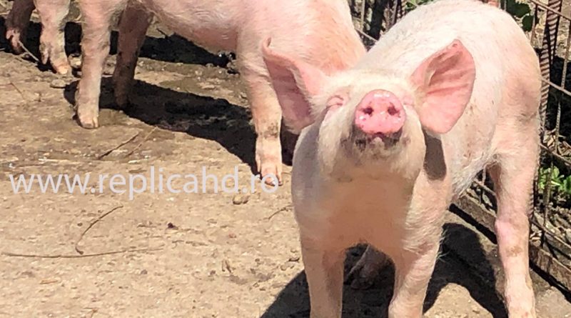 Crescătorii de porci ar putea primi până la 20 de euro pe animal pentru măsuri de prevenire a pestei porcine africane