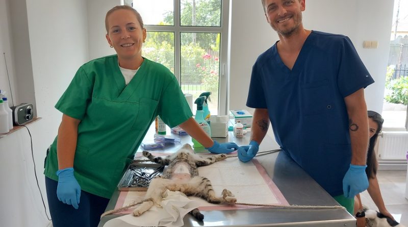 Record de sterilizare lângă Deva. Campania a strâns sute de solicitări