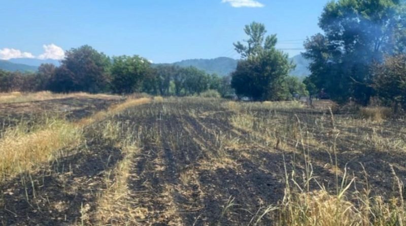 ARDE VEGETAȚIA!