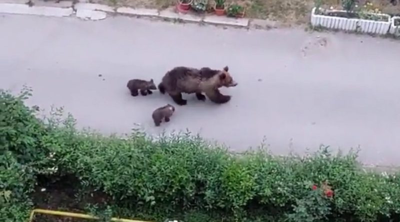 PREȚUL URSULUI