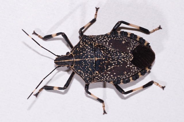 O nouă ploșniță a intrat pe lista de alertă a OEPP. Ce culturi poate ataca și cu ce insectă este confundată